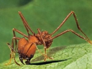 В желудке лягушки ученые обнаружили новый вид муравьев с челюстями-щипцами