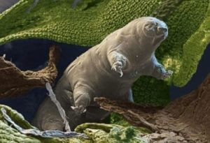 Ученые выявили ген защиты от радиации