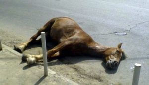 В Китае жертвами произошедшего из-за лошади ДТП стали 12 человек