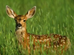 WWF: за 42 года диких животных стало на 60% меньше