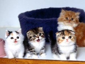 ИГИЛовцы запретили кошкам размножаться