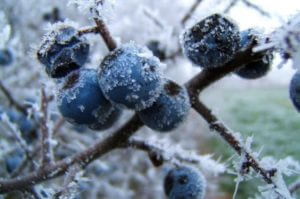 Арктический циклон достиг Южного Кавказа