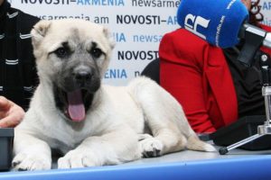 Армянские гампры отправятся на охрану границ страны