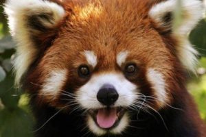 Красная панда и кенгуру валлаби появятся в Ереванском зоопарке весной