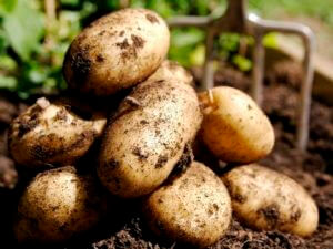 Министр: Фермерам Армении помогут наладить прямые поставки по оборонзаказу