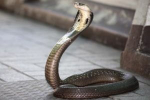 В Юго-Восточной Азии мужчина женился на трехметровой кобре