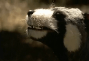 Ученые нашли сумчатого «барсука», поедавшего динозавров‍