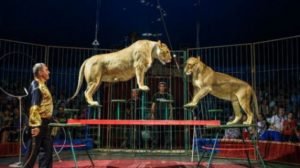 Цирковые животные застряли на Верхнем Ларсе