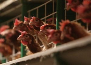 В Японии забивают кур и уток для борьбы с птичьим гриппом