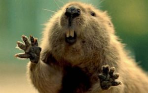 Белорусов обещают накормить бобрятиной