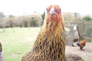 Курицы и индеки задохнулись от дыма