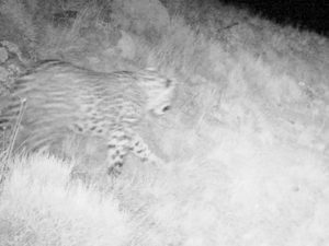 В Армении впервые сфотографировали детеныша леопарда