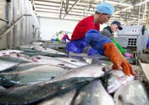 Техрегламент ЕАЭС на рыбу и рыбную продукцию вступит в силу с 1 сентября 2017 года