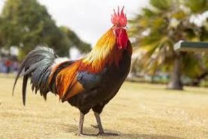 В Турции найден гигантский "петушиный король"