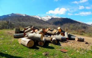 В Джилизе продолжается уничтожение лесов