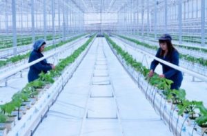 «Спайка» инвестирует $20 млн в строительство новых теплиц