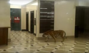 В торговый центр Хабаровска забрёл амурский тигр