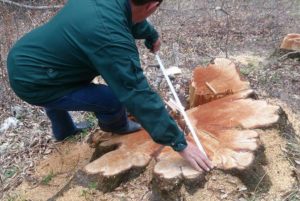 В национальном парке “Дилижан” срезанных деревьев оказалось больше предполагаемого