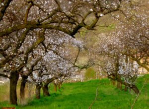 В Армении ожидается до 26 градусов тепла