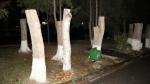 Полиция задержала вандала, который срубил 23 тополей в Ереване