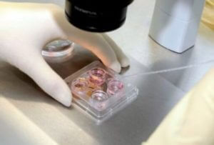 Японцы нашли метод сохранения вымирающих видов животных