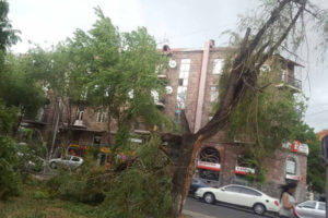 Мэрия Еревана ликвидирует последствия сильного ветра в столице