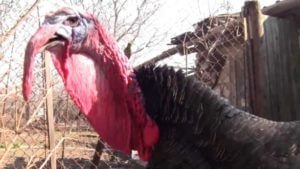 Индейка по-армянски заставила "закудахтать" азербайджанцев (Видео)