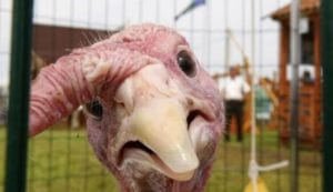 Баку грозится разобраться с "индейкой по-армянски"