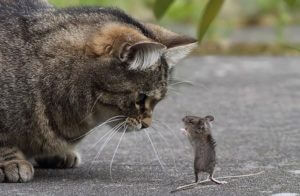 Белорусские власти потребовали объяснений от хозяина ловившей зайцев кошки