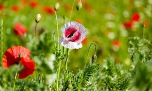 С 26-го по 28-е июля на территории Армении ожидается высокий тепловой фон