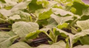 Получена технология выращивания вакцин в растениях