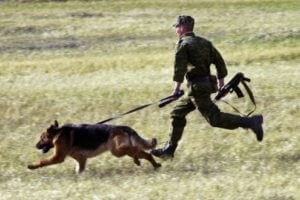 Саакашвили ищут в кустах и в багажнике