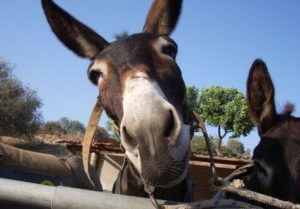 Групповое изнасилование осла привело к распространению бешенства