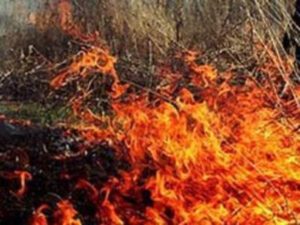 В тушении пожара в Хоровском лесу принимают участие несколько отрядов спасателей