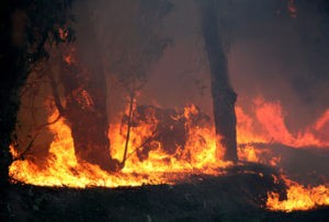 Самолет МЧС России приступит к тушению пожара в Армении на рассвете