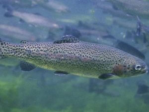 Министр: Разрешим лов рыбы на Севане – но строго упорядочим