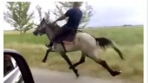 В Азербайджане лошадь едва не откусила мальчику мужское достоинство