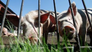 "Если хотите кушать мясо, то езжайте жить в деревню": Логика армянского министра