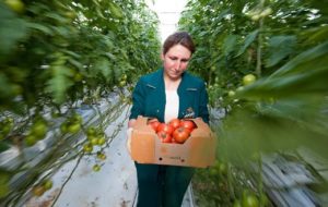 Россия в вопросе импорта томатов не доверяет Армении, Беларуси и Азербайджану