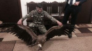 Военнослужащие в Тавуше ухаживали за сипом и передали его министерству