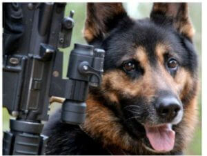 В Азербайджане собираются «натаскивать» собак на армянскую речь