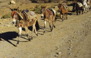 Самвел Алексанян купил 1000 ослов в Ираке