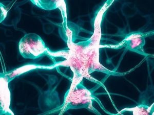 Ученые из Израиля опровергли вековую гипотезу о работе нейронов мозга