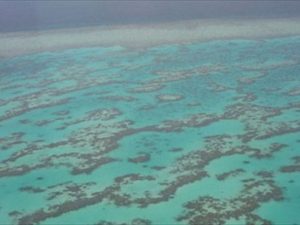 Глобальное потепление истребит морских черепах Большого Барьерного рифа