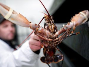 Швейцария запретила варить лобстеров живьем