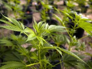 В Австралии легализовали экспорт медицинской марихуаны