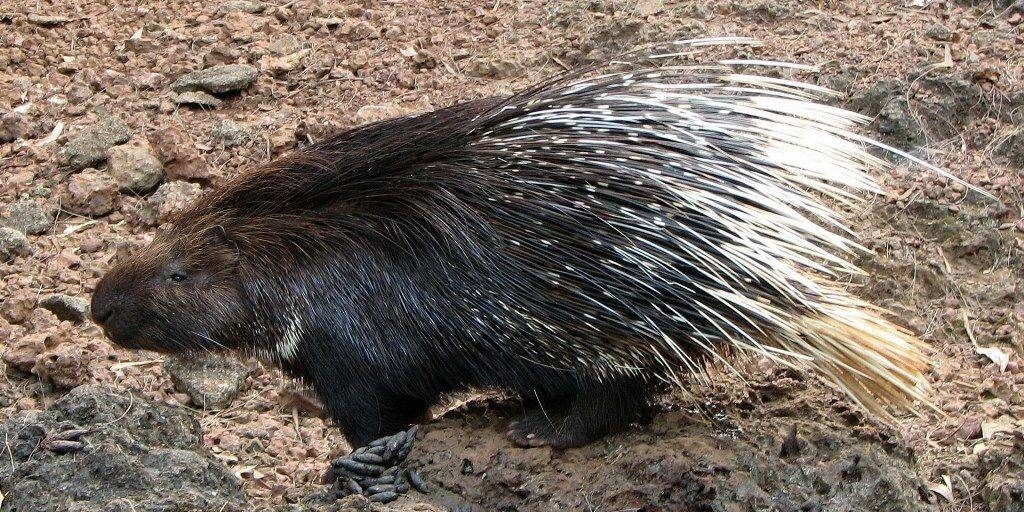 70-летний мужчина был задержан в полиции по подозрении в охоте на дикобраза