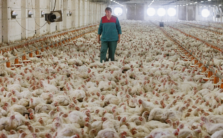 Власти России хотят потратить 5 миллиардов на выведение новой породы кур