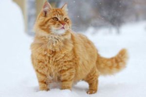 Народный праздник Ермилов день отмечается 26 января