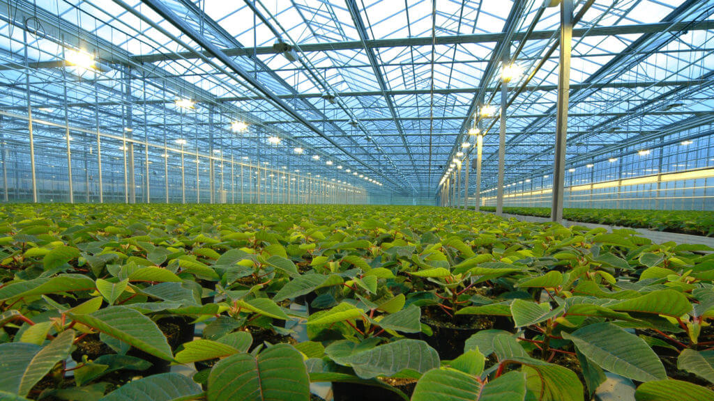 В Котайкской области Армении будет основано тепличное хозяйство в 30 гектаров